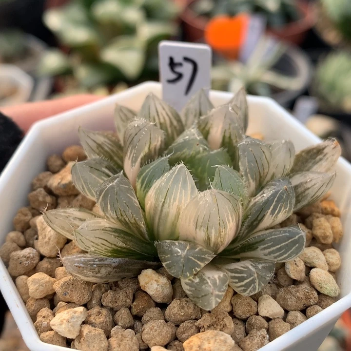 白赤线玉露锦，带盆发货