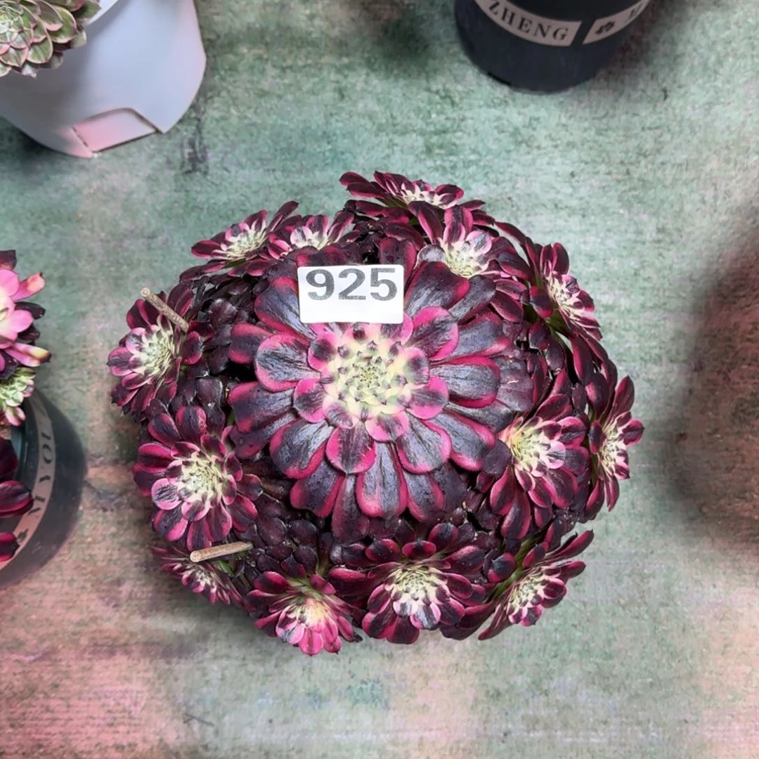 頹***貓925！黑体美姬法师多肉