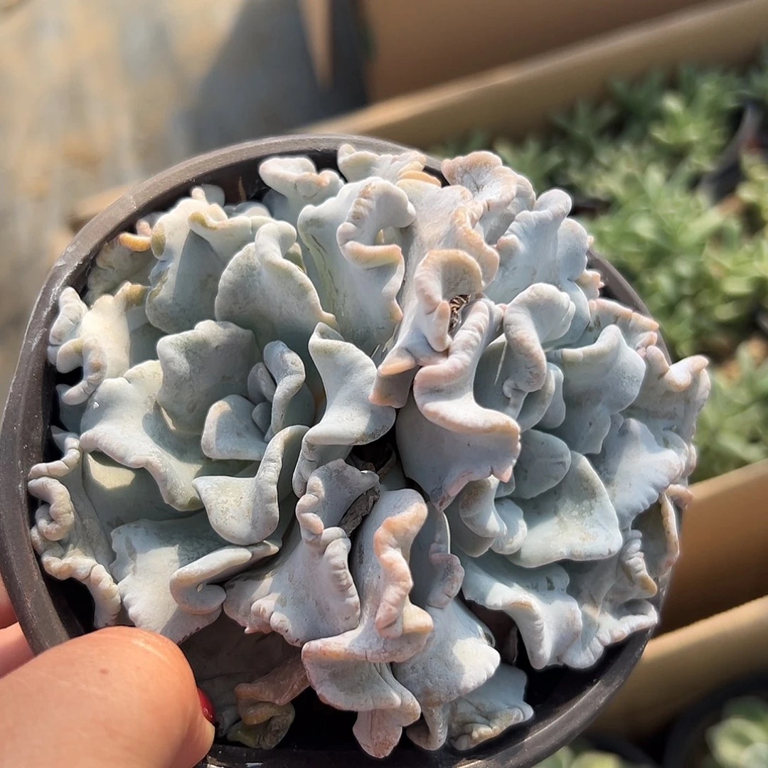 多肉植物多肉植物