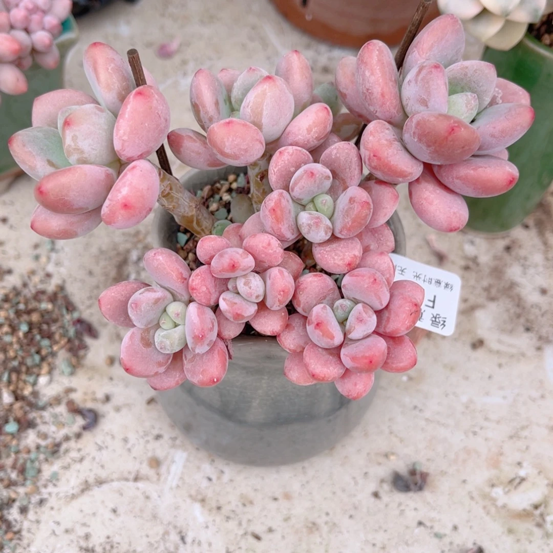 787 香草落神 带陶瓷盆发货 满28包邮