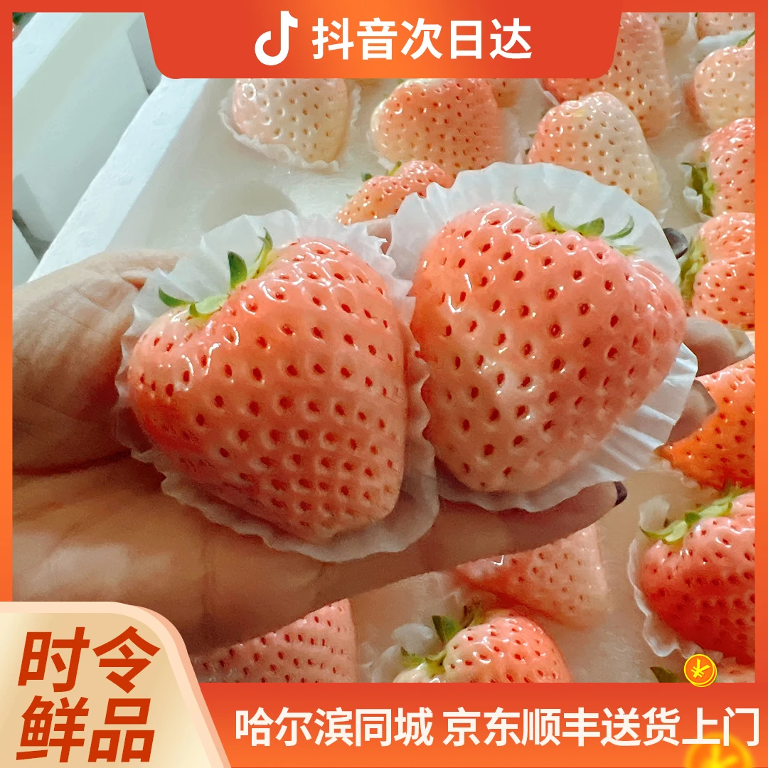 丹东淡雪草莓 1.5斤/箱淡雪草莓辽宁省