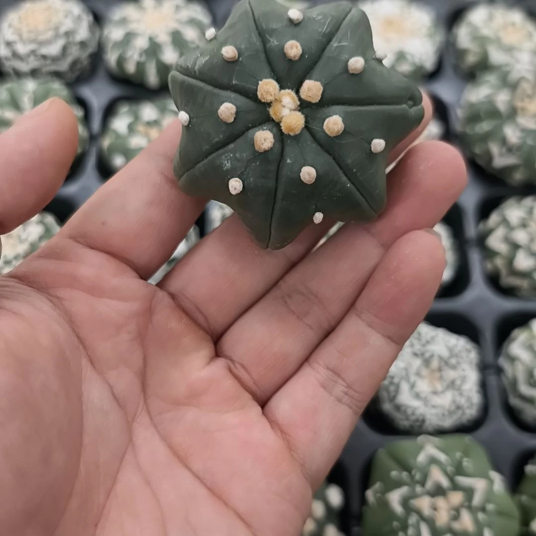 大you指纹尖角海星琉璃兜兜
