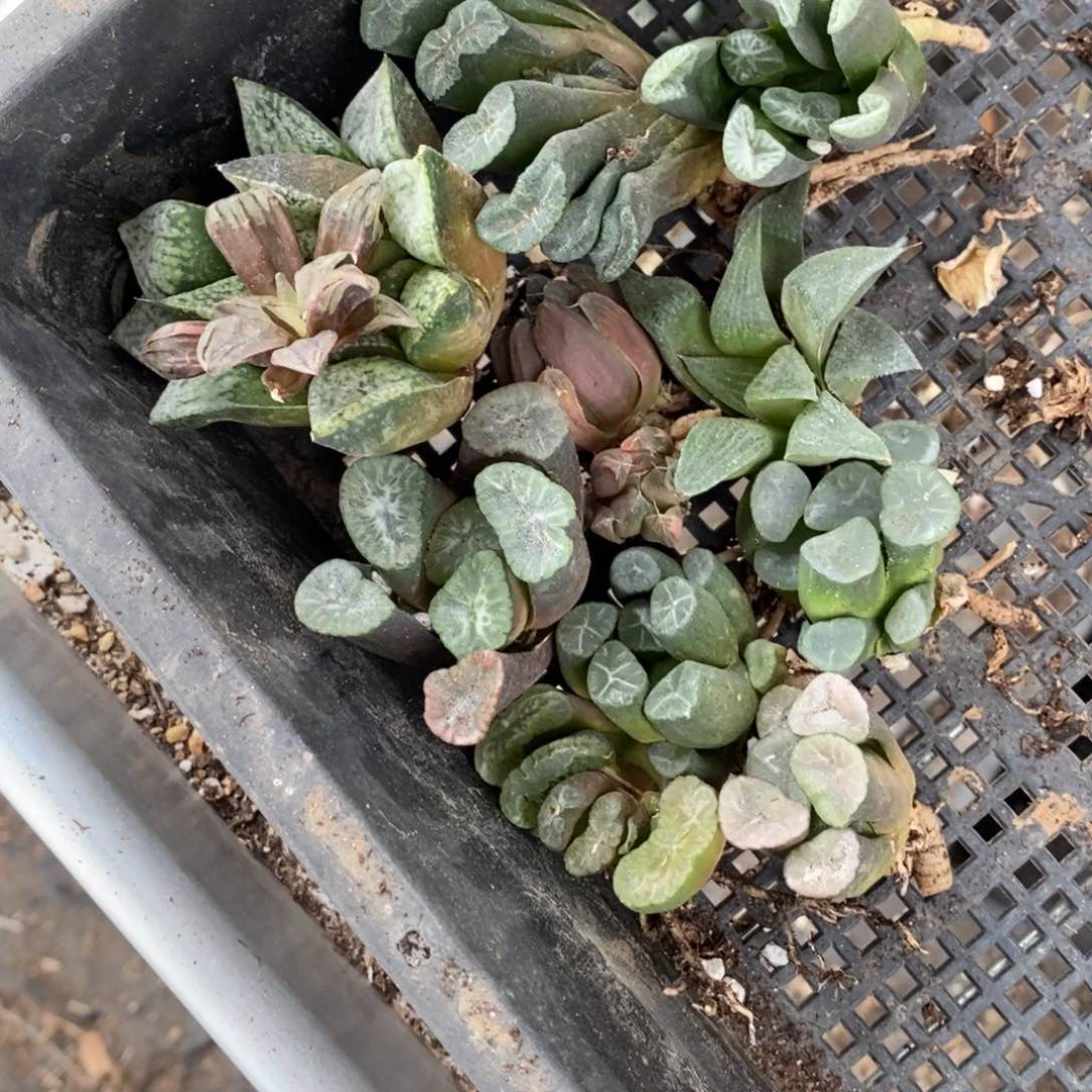 皮***爹2953 一组福利。