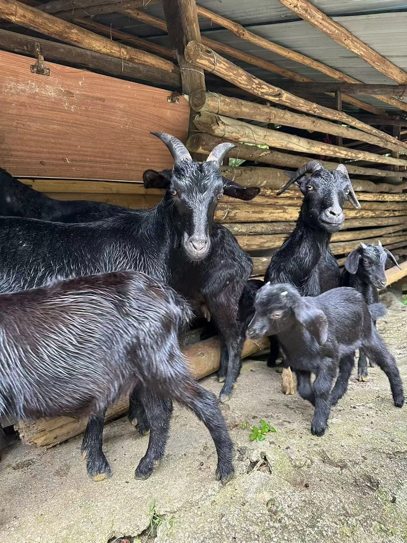 【直播间称重改价】广宁黑山羊羊肉