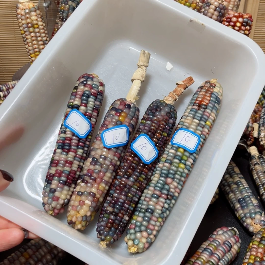 紫***来直播间七彩文玩玉米链接