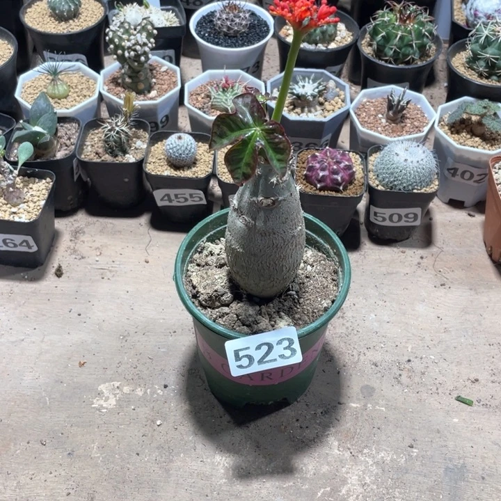 523佛度海棠块根