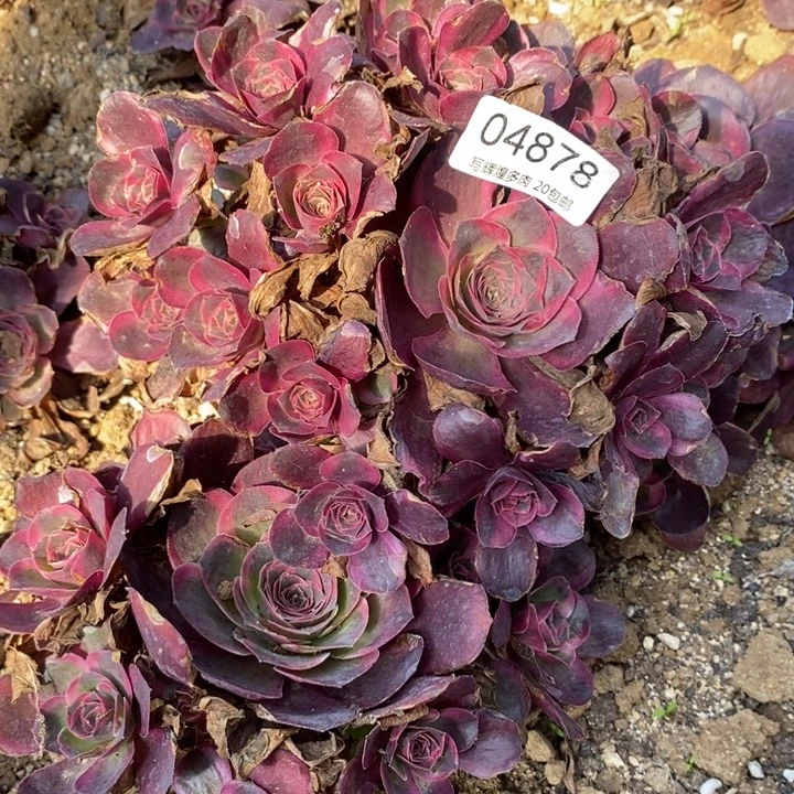 04878魅金玫瑰金多肉植物