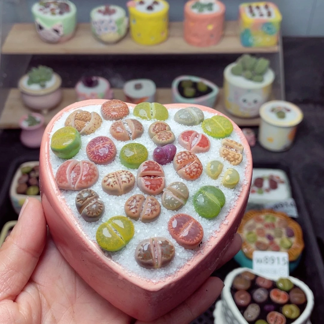 w8920 带盆土发货-零下地区拍保温箱