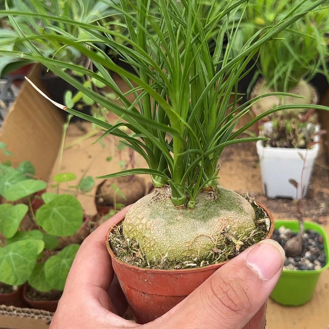 酒瓶兰有根发货有根发货