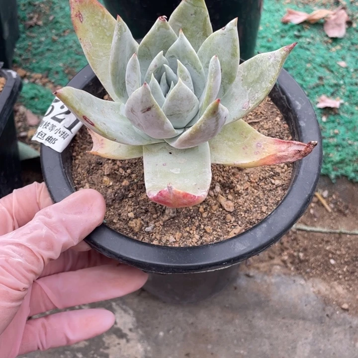 521号雪山多肉植物