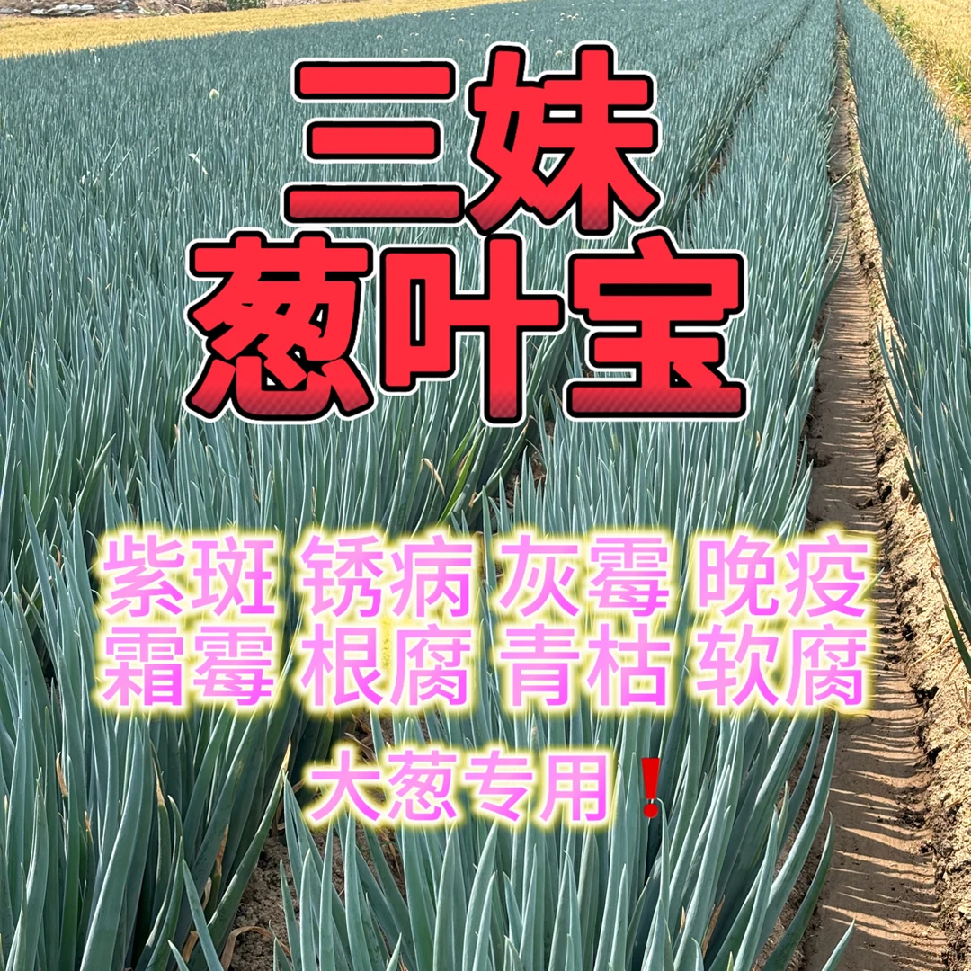 10壶水，大葱叶部病害防治，锈病紫斑疫病灰霉青枯软腐等各种病症。