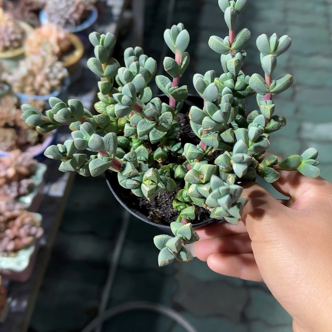 鹿角海棠多肉植物