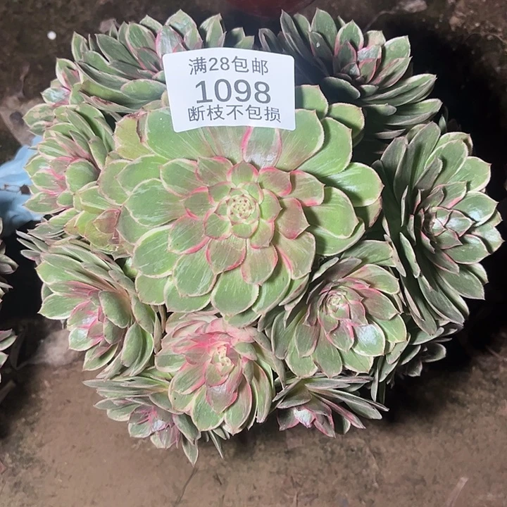 ****࿐1098孔雀翎多肉植物