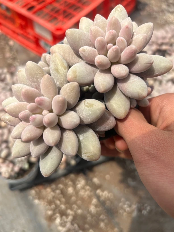 粉色恋人多肉植物2头起