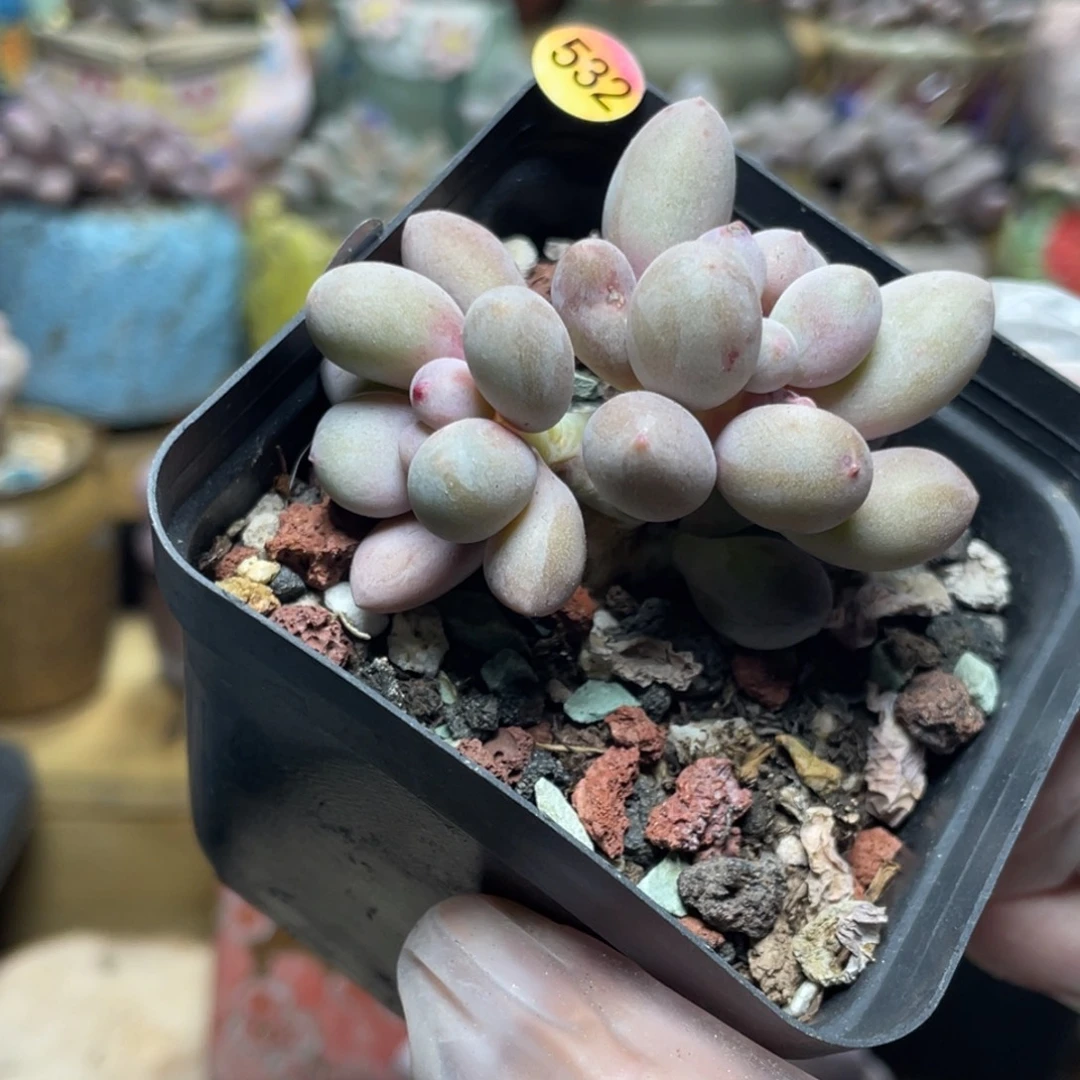 仙子奶酪多肉植物