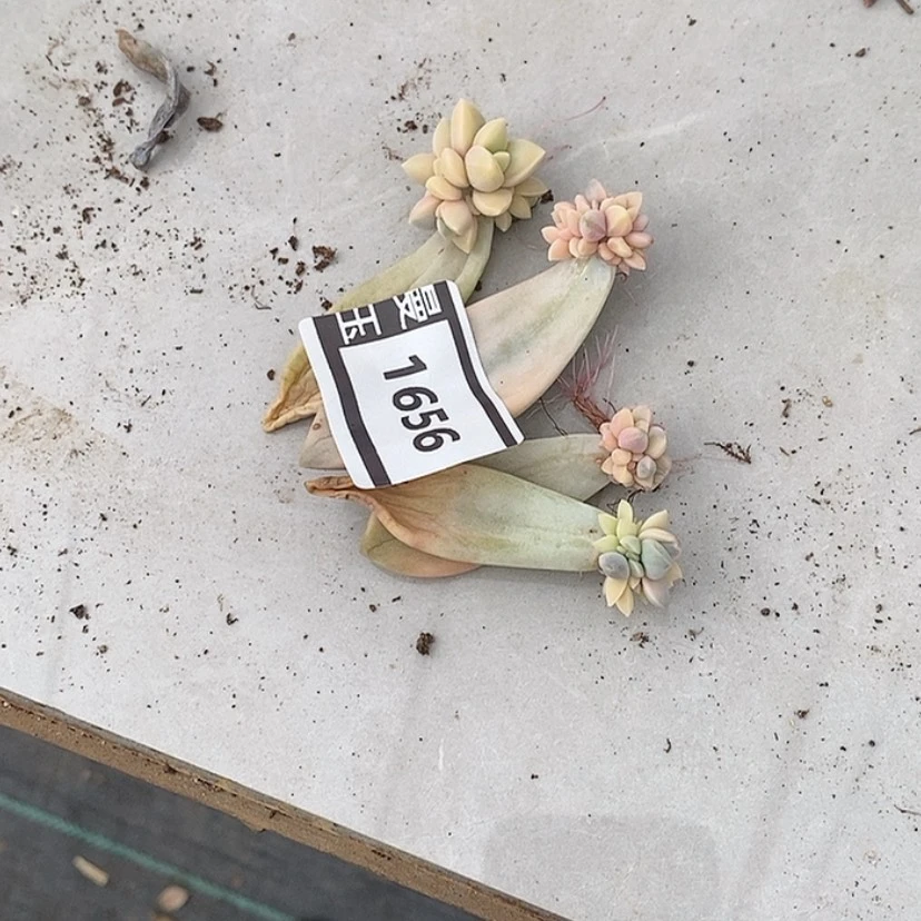 【闪购商品】邓*࿐胧月锦叶片四颗1656