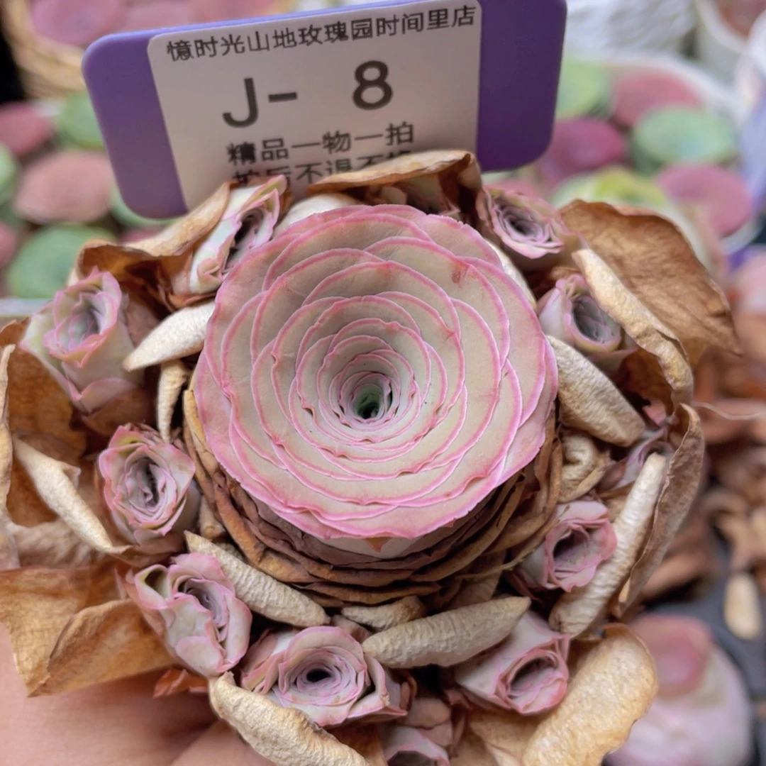 山地玫瑰J8断枝不包损不售后