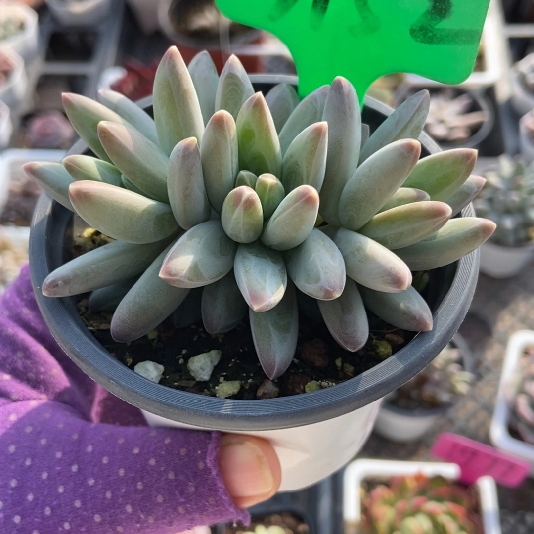 3152海豚美人多肉植物