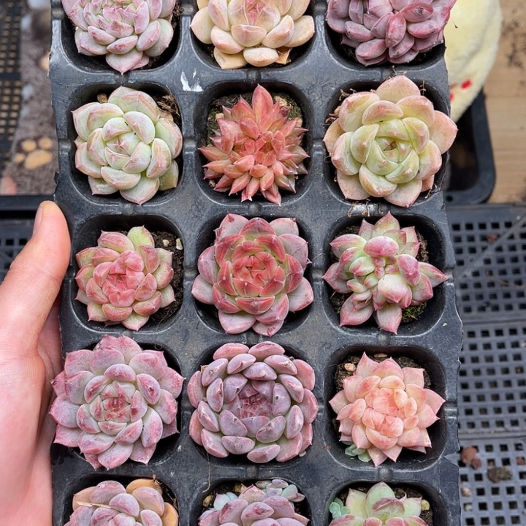 多肉一物一拍22-62