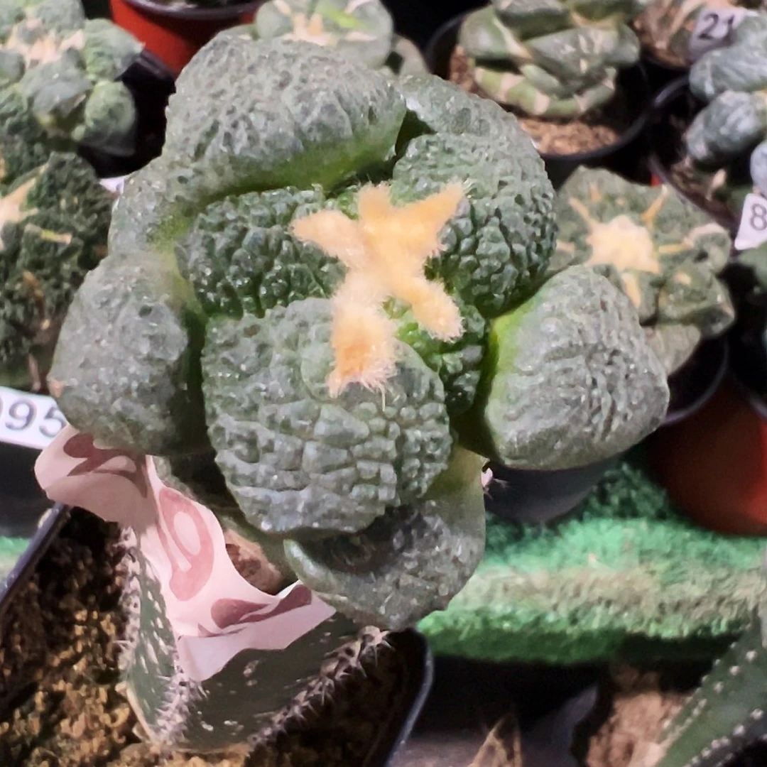 无花朵福利龟甲连山牡丹899