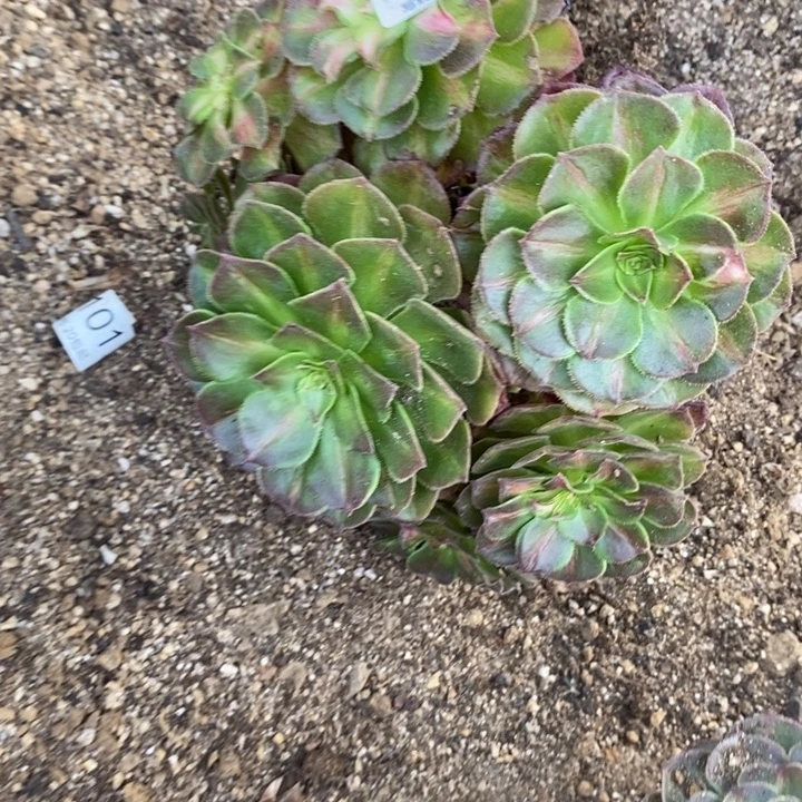 04851海王七彩多肉植物