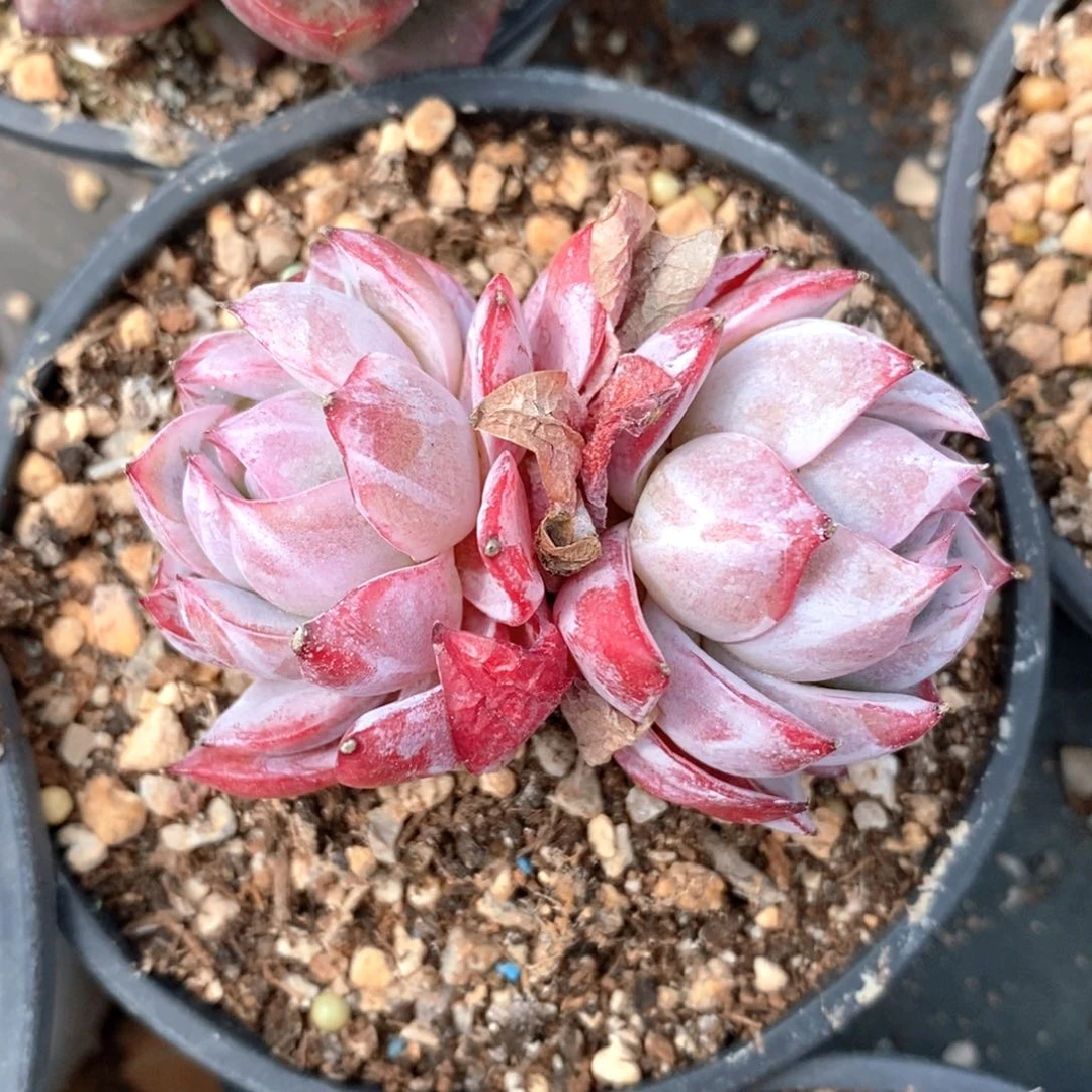 可问主播品种，下滑链接更多品种选择-68