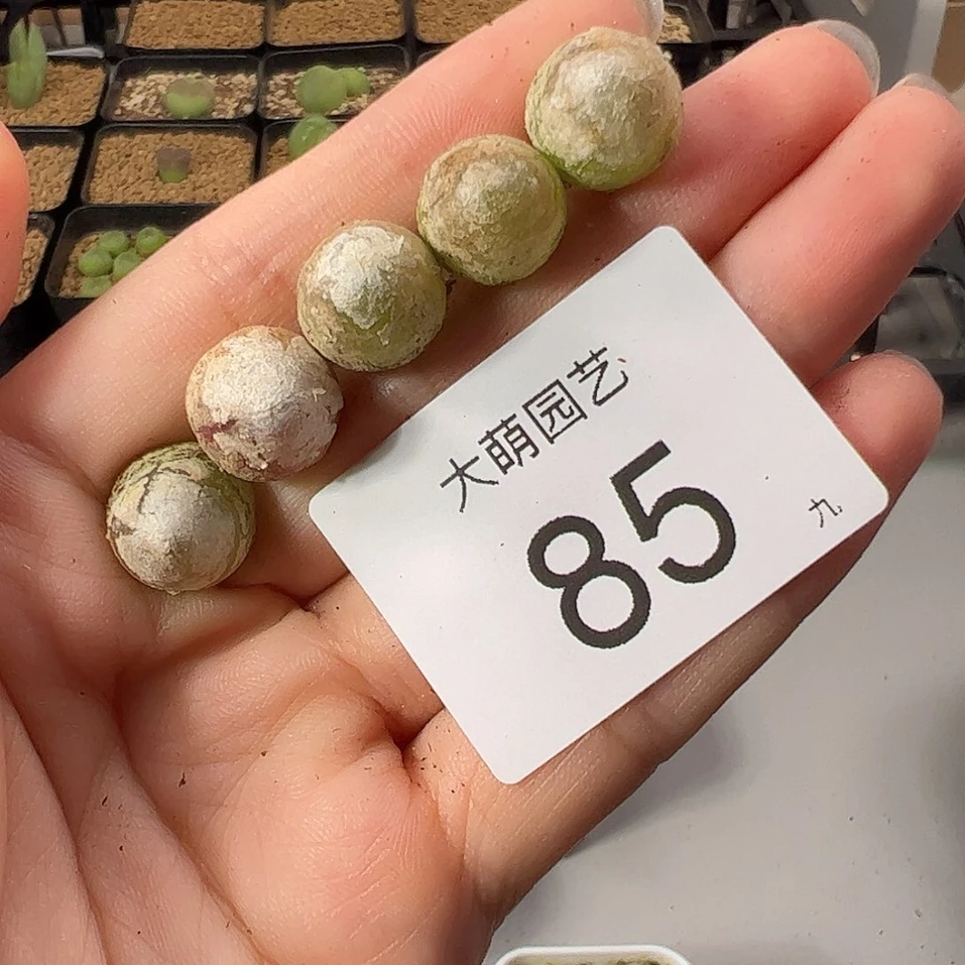 000085 一物一拍。