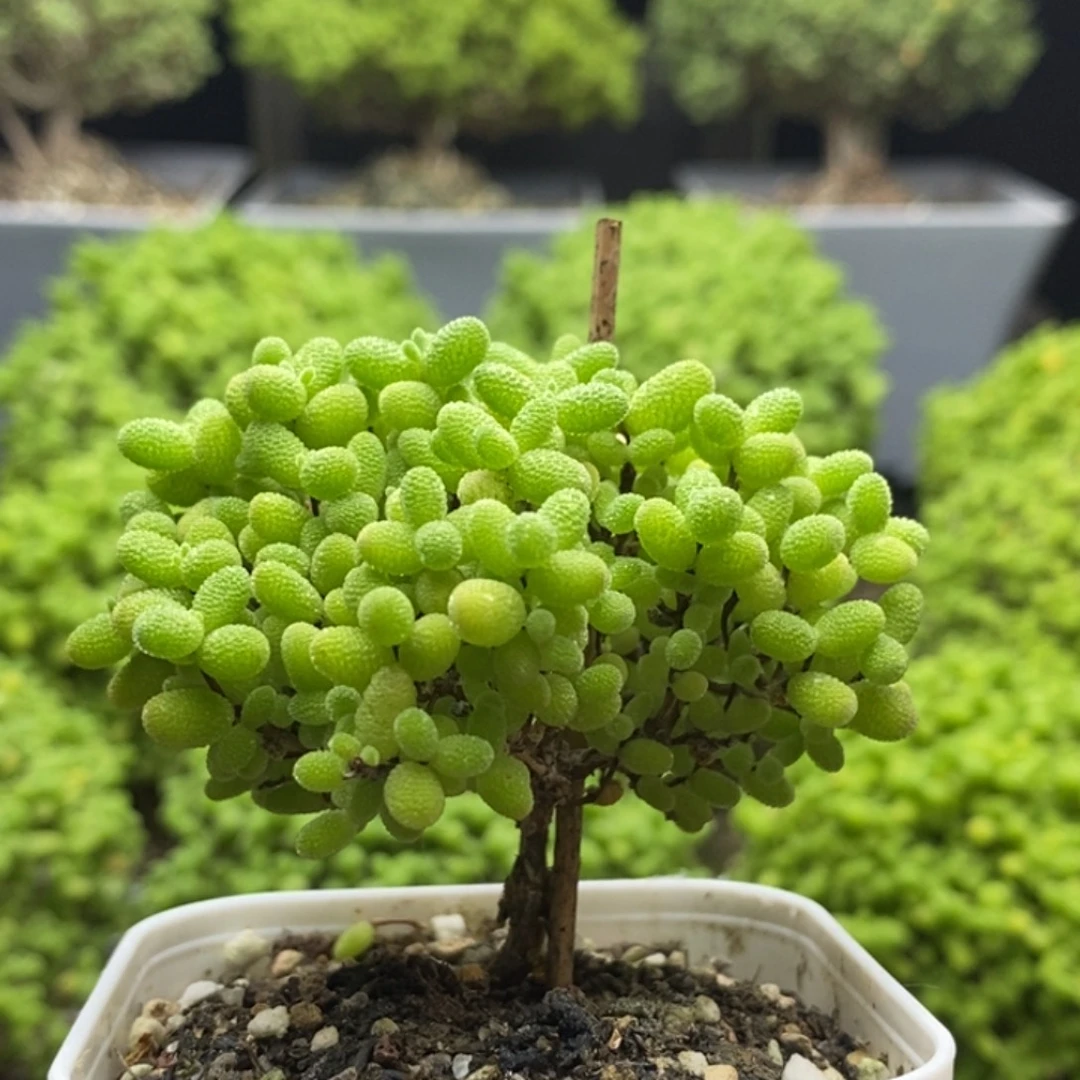 蜜橘糖球7744枝干番杏