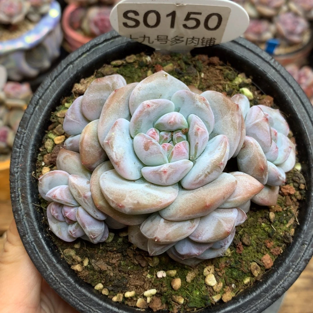 S0150 突尼斯 无砍9cm