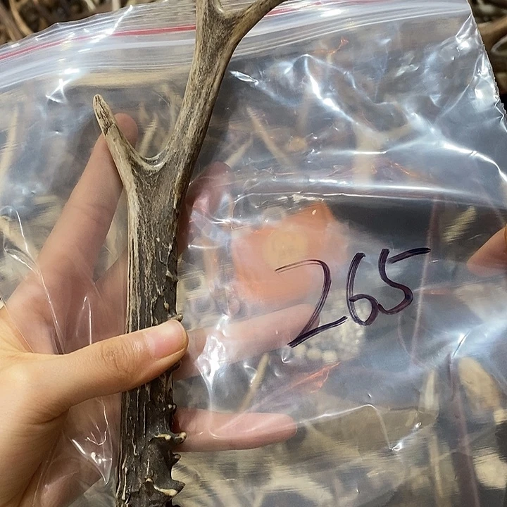 鹿角鹿角鹿角鹿角鹿角