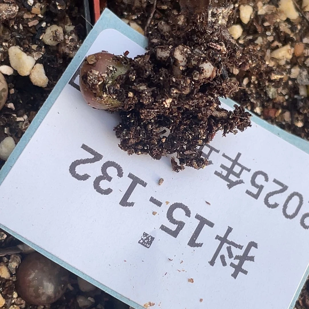 用****415-132肉锥多肉植物