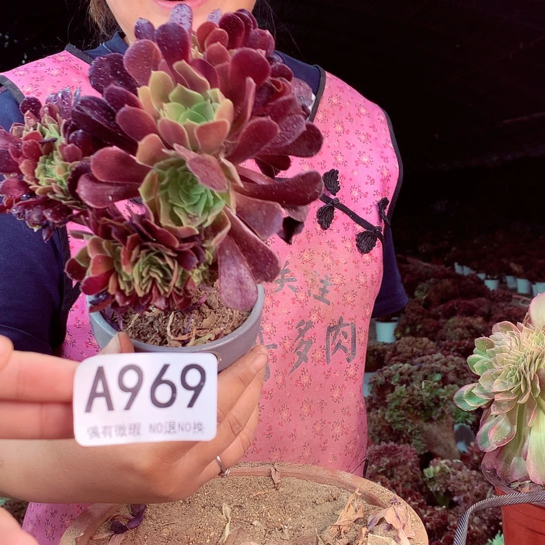 无花朵北***姐柒哥多肉法师不包侧断枝969