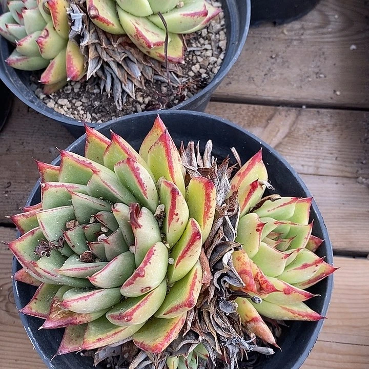 大盆乌木群。不售后