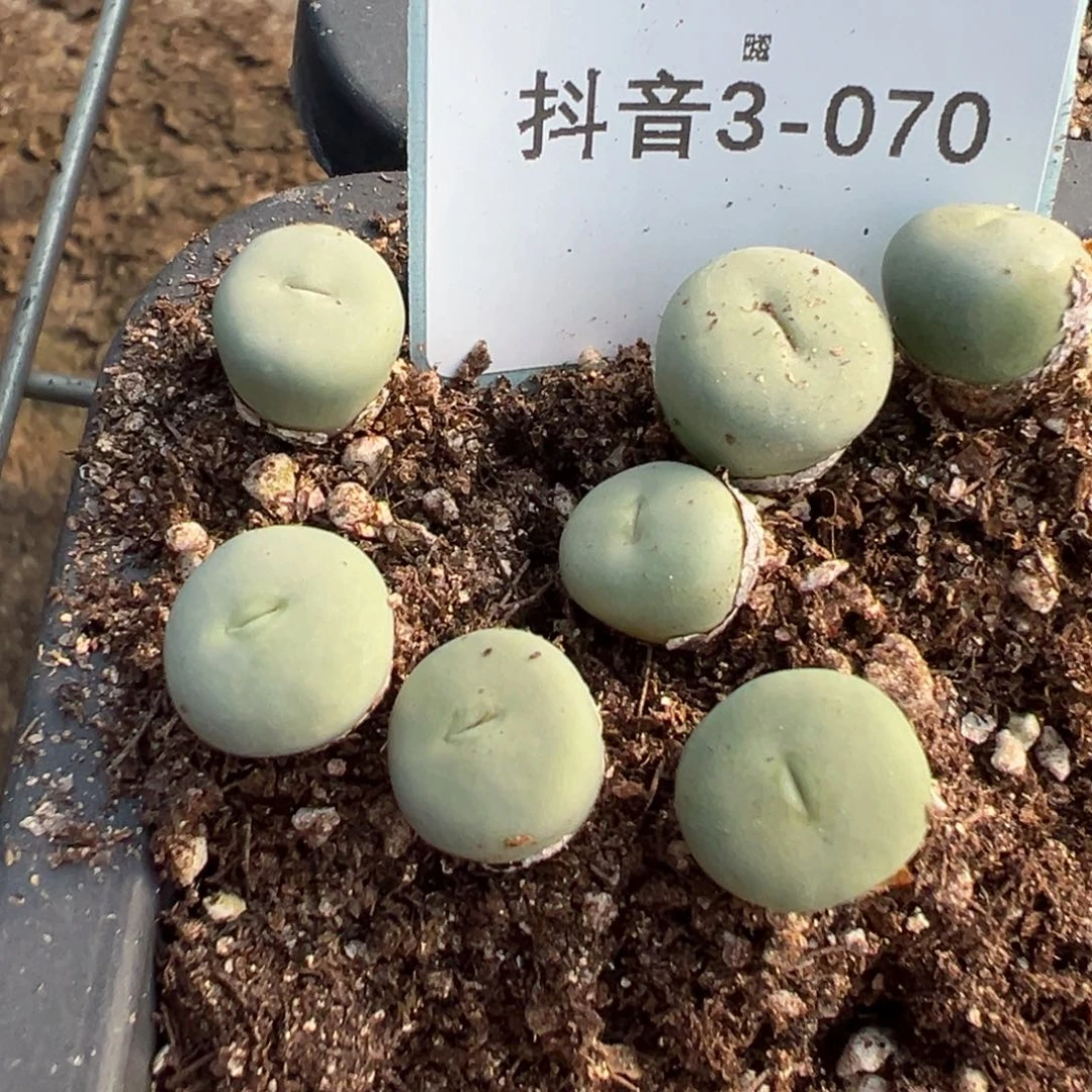 3-70量拍红嘴一颗