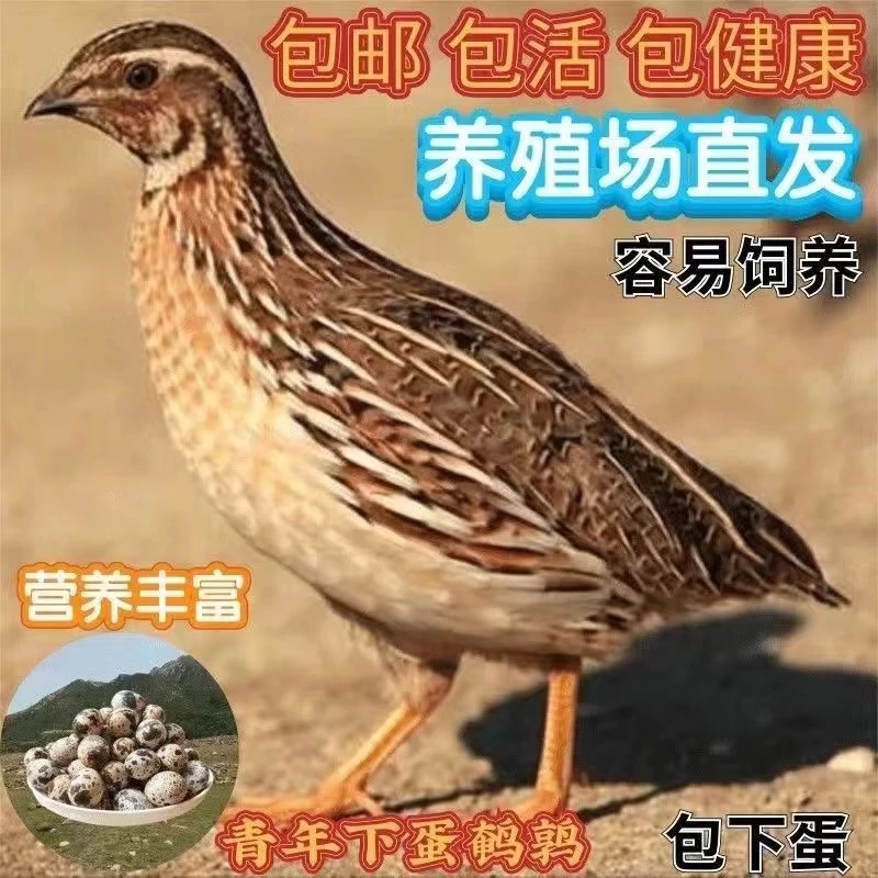 青年鹌鹑活苗宠物鸡阳台可养产蛋繁殖家养鹌鹑活体包邮