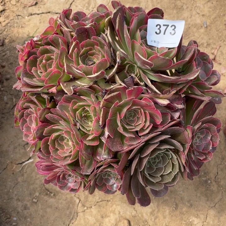 373多肉植物安娜植物