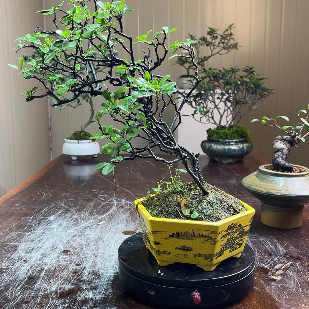 凯***越当前无花朵，栽培后可花朵