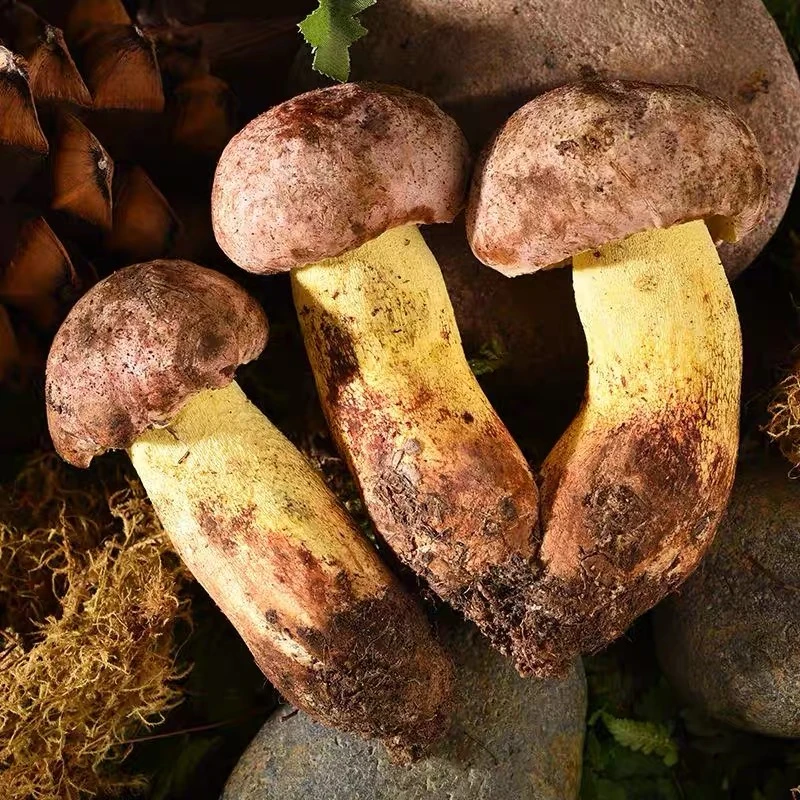 2025云南新鲜野生白葱菌 京东航空冷链专线包邮