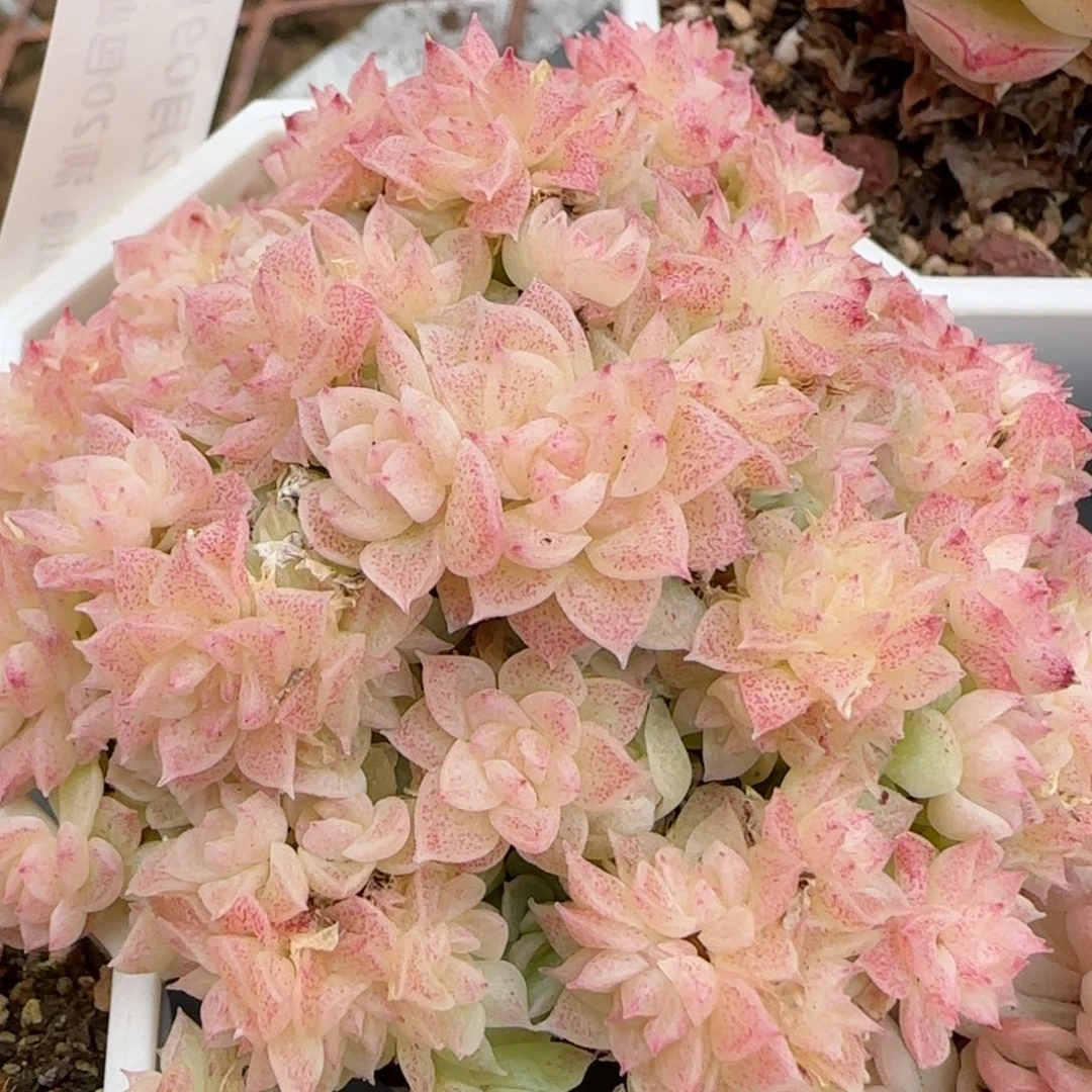 花语逸境0209-362散