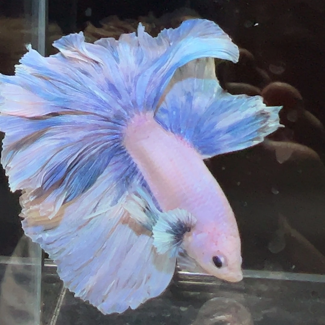 斗鱼5号珊瑚宫心海舒适