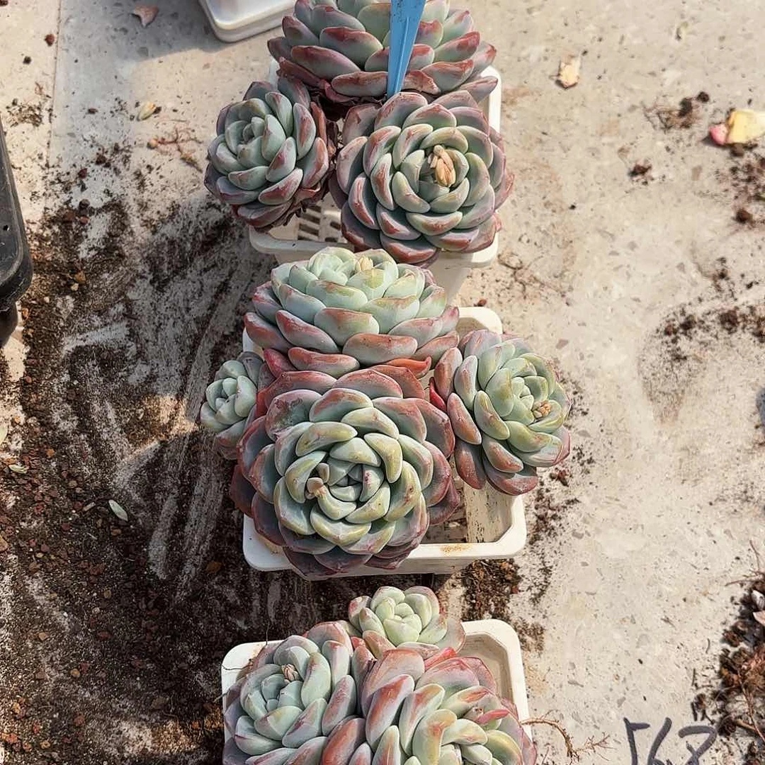 果果的三个冰玉好看