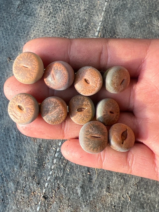 紫勋10颗发货 多肉植物