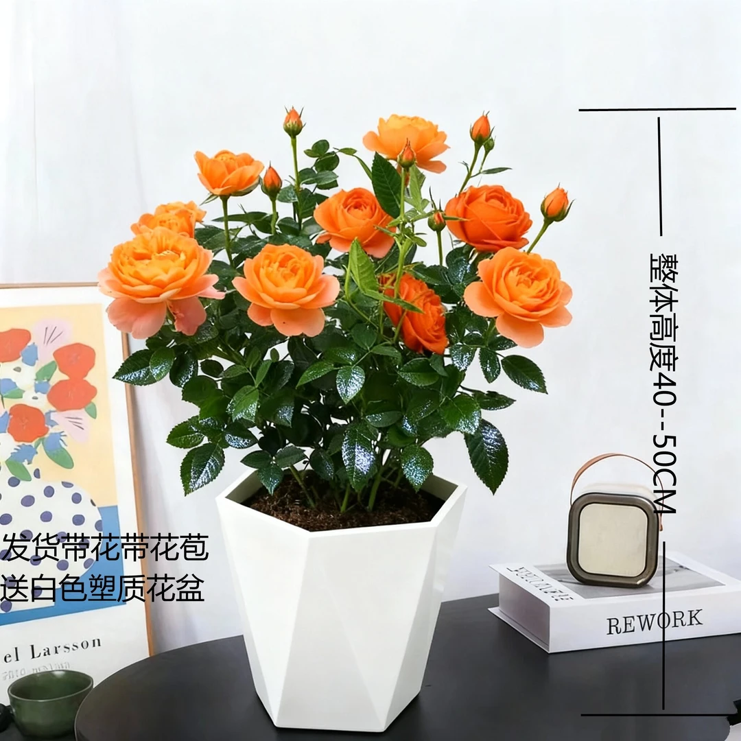【果汁阳台】洋香水玫瑰多季节开花月季适合阳台庭院种植花卉
