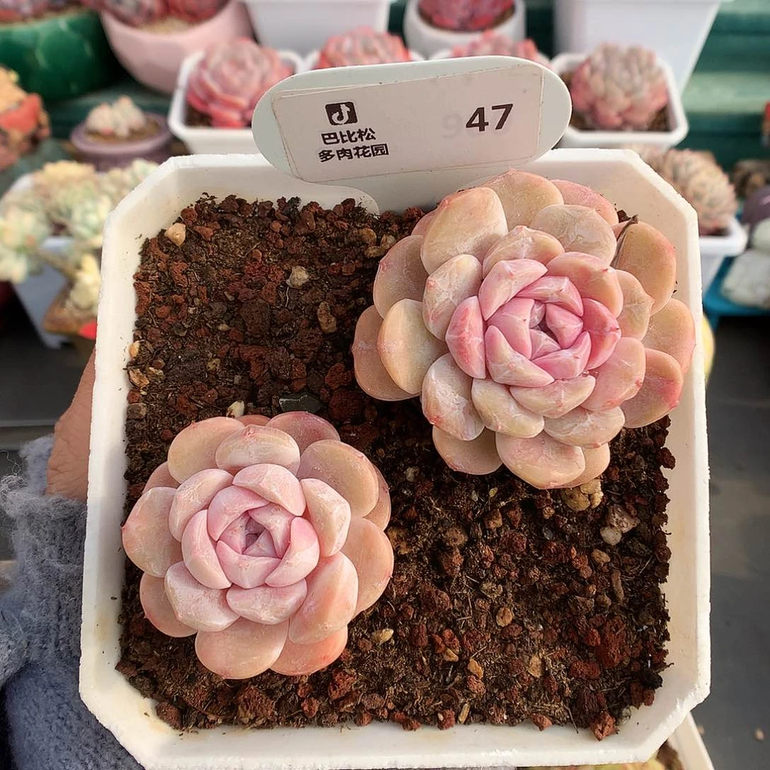 47两个汉堡多肉植物