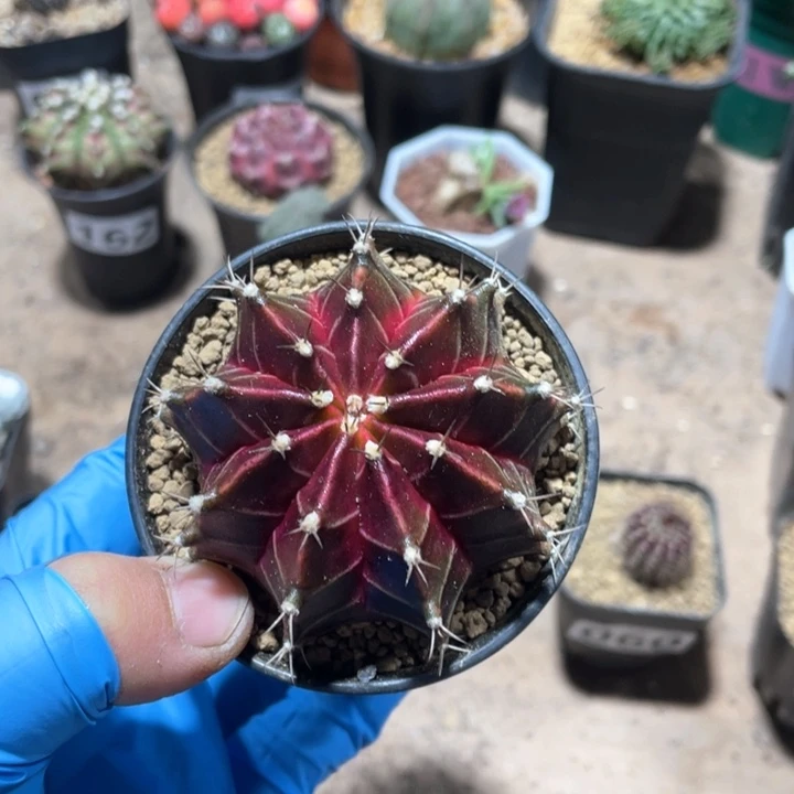 332大黑美人仙人球