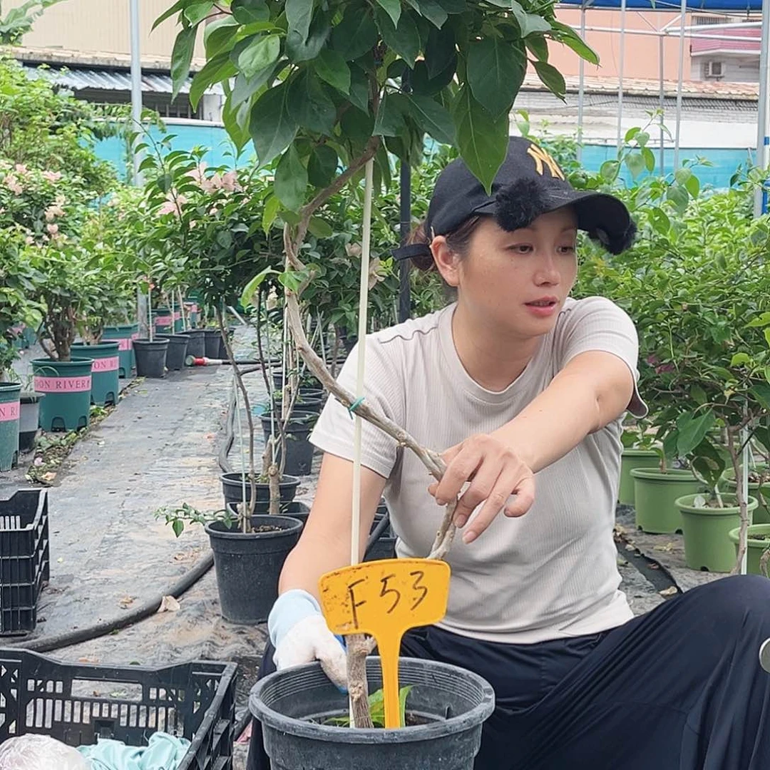 钱***）大部分花苞少量开放F53佩德罗