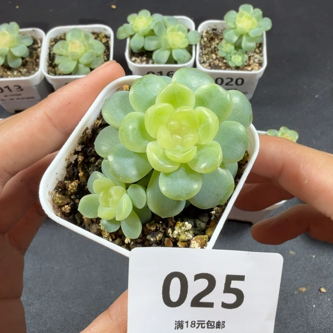 无尽灯带仔一物一拍025