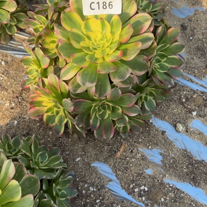 念***趣186海王。多肉植物