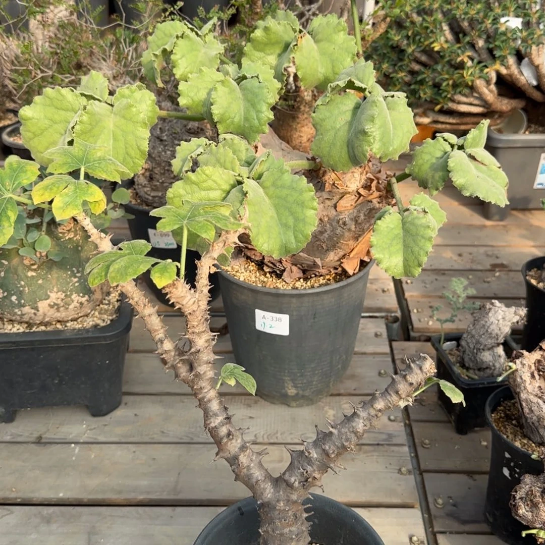 刺麻疯树 福利顺丰到付