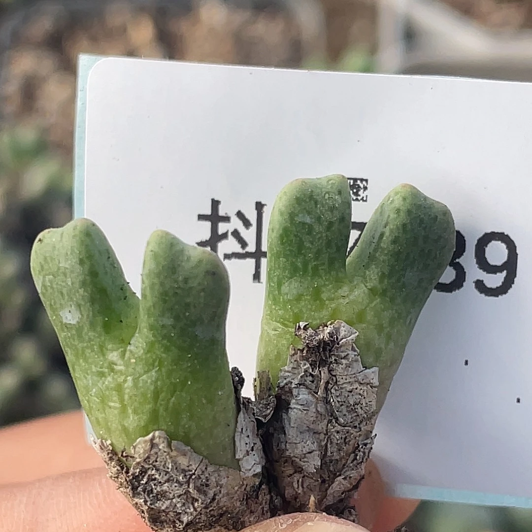 27-39鹿角斑马肉锥